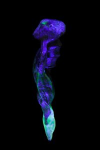 Dague chouette fluorescente, verre fluorescent, 2016 Noémie Sauve, photo @ Katrin Backes