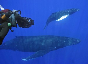 dauphins-et-baleines-22