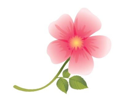 On a testé : le gommage doux à la Rose Musquée d’Hydraflore