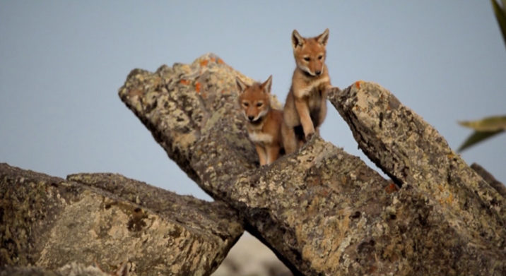 Abyssinie, l’appel du loup : un documentaire de toute beauté