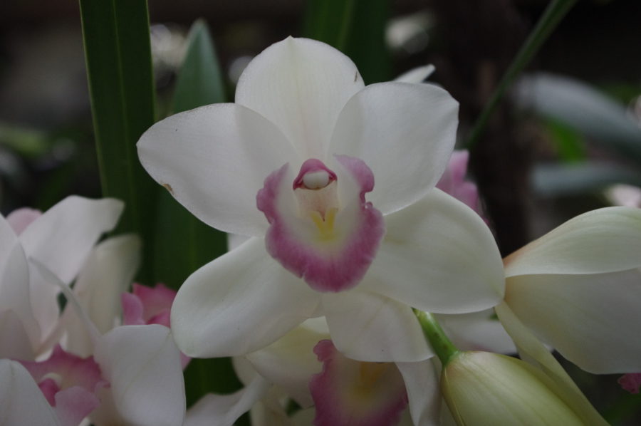 Le Jardin des Plantes expose Mille et une orchidées