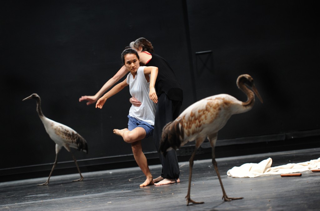« Light Bird » au Théâtre de Chaillot : une sensibilisation à la nature