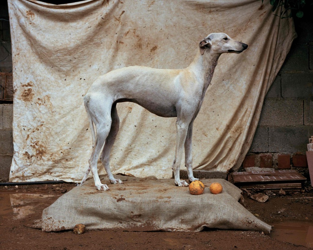 Martin Usborne, « Where Hunting dogs rest » à la Galerie Photo 12