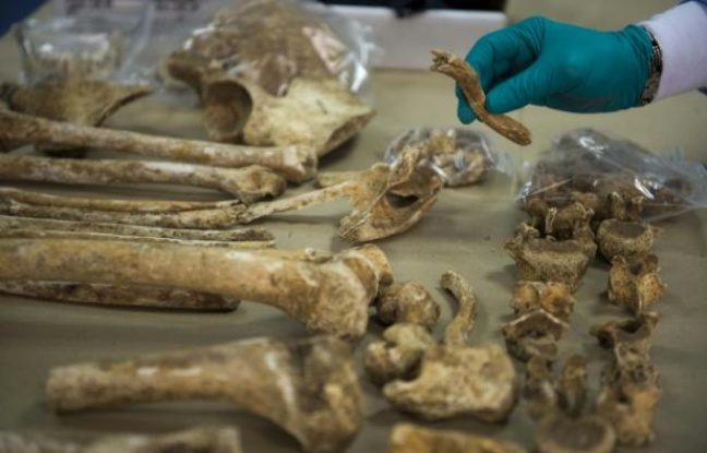 Des restes du projet « Collection de squelettes juifs » retrouvés à Strasbourg.