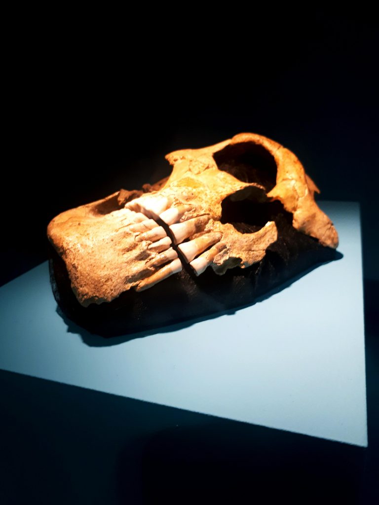 Neandertal L’expo – des siècles de fantasmes artistiques