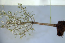 L’arbre de vie – foisonnement de l’art contemporain au Collège des Bernardins