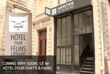 Un nouvel hôtel pour chats à Paris… Lol cat or not ?