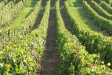 La France : premier producteur mondial de vin