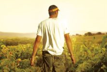 [Critique] du film documentaire « Vendanges » saisonniers, entre précarité et liberté